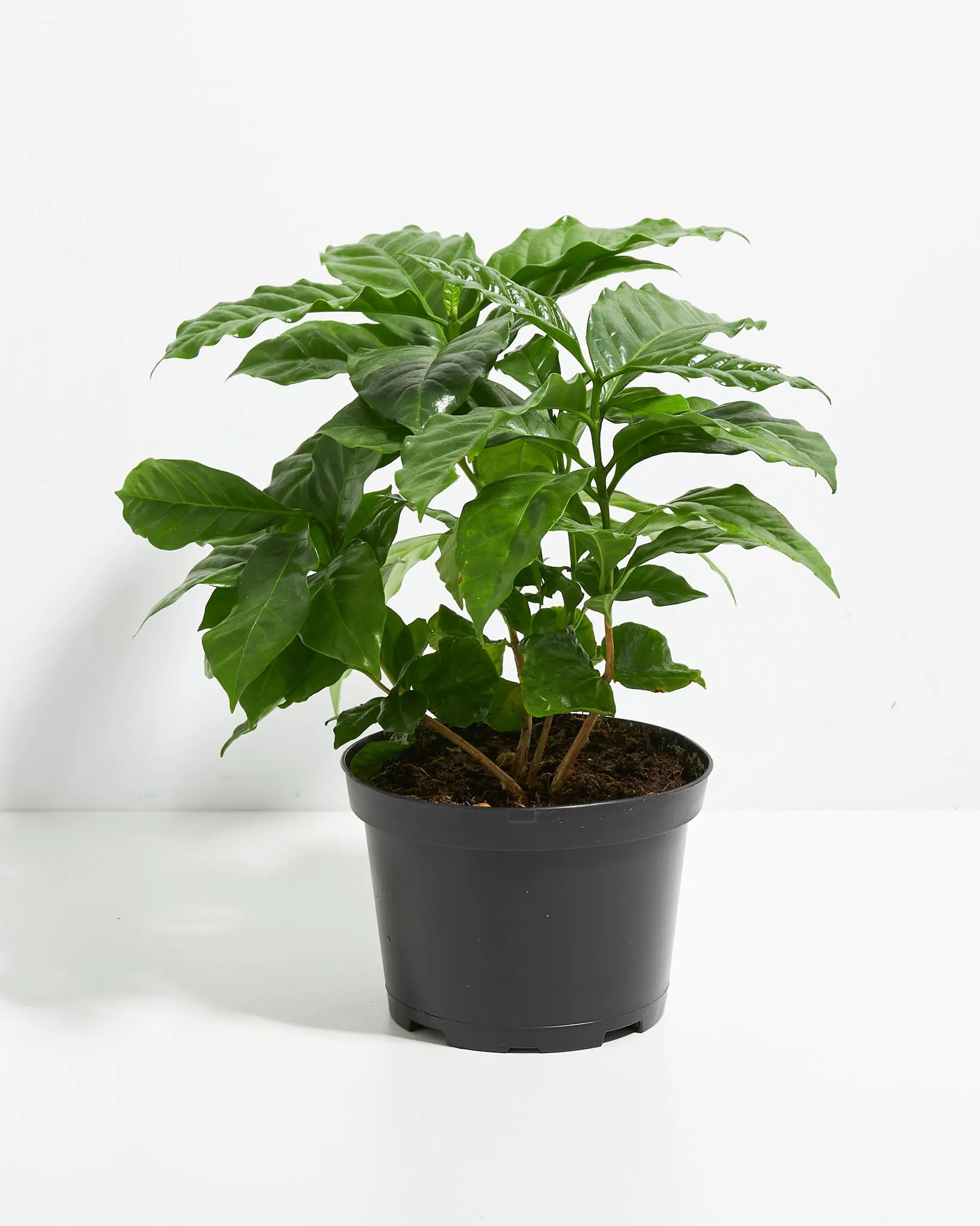 Coffee Plant (Coffea arabica)