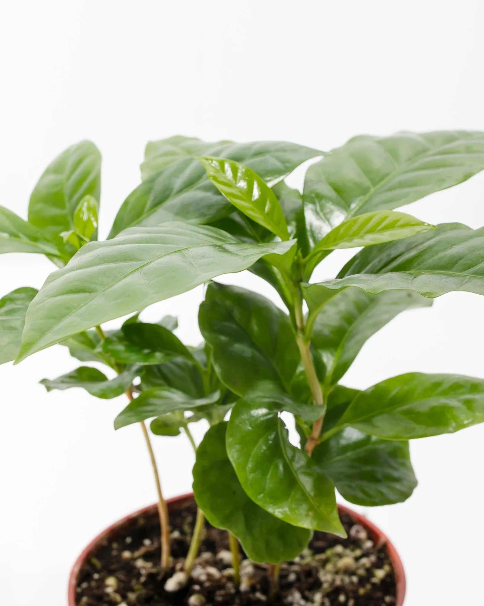 Coffee Plant (Coffea arabica)