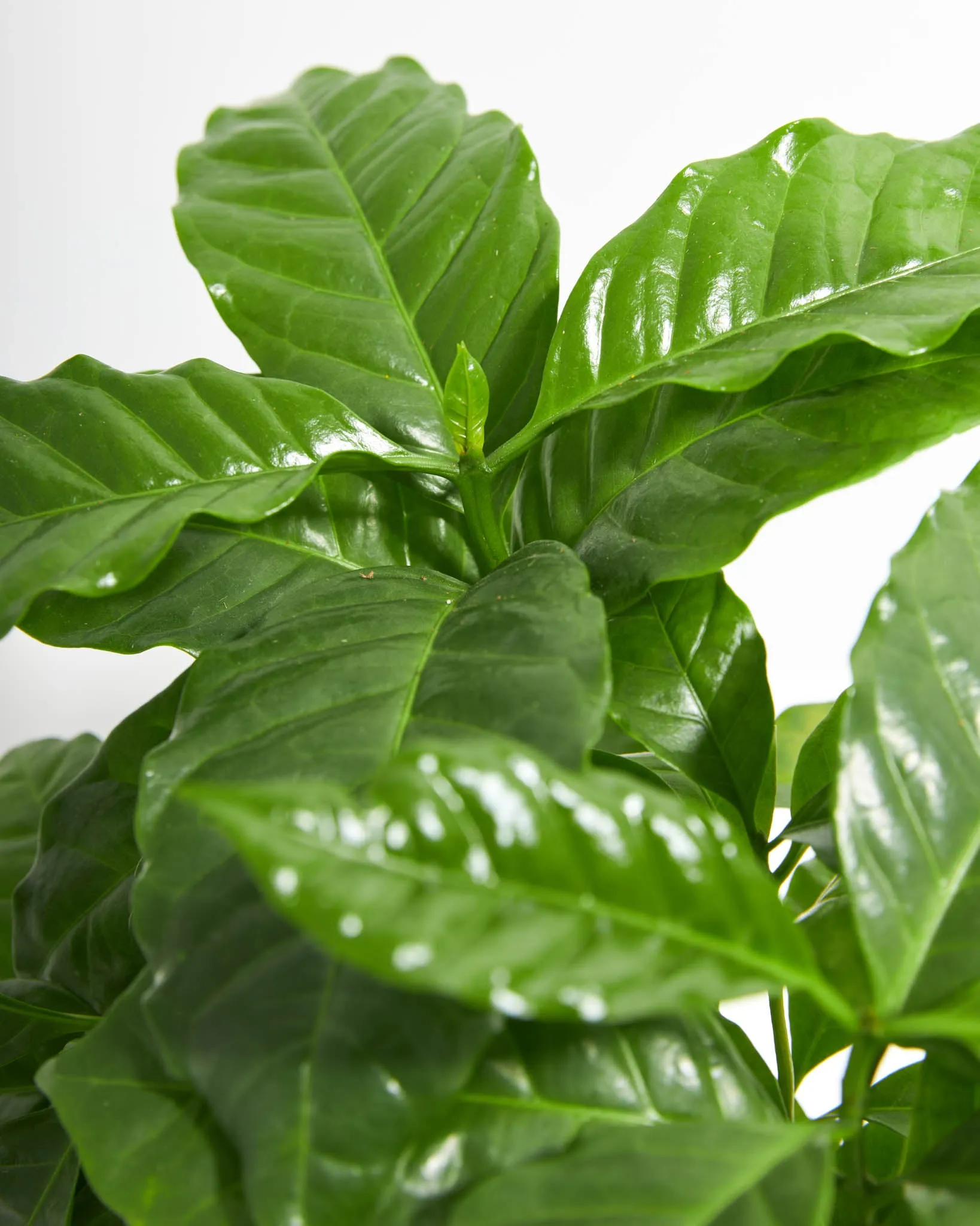 Coffee Plant (Coffea arabica)